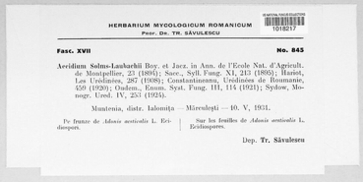 Aecidium solms-laubachii image